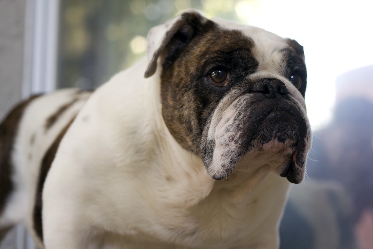 Maggie *Adopted* NorCal Bulldog Rescue