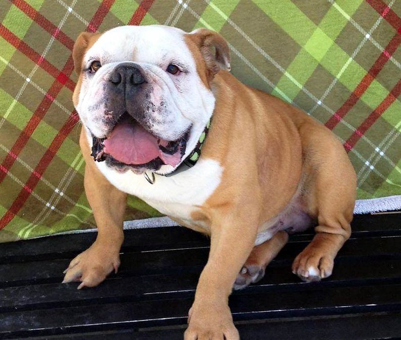 Hugo *Adopted* NorCal Bulldog Rescue