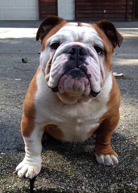Opie - *Adopted* | NorCal Bulldog Rescue
