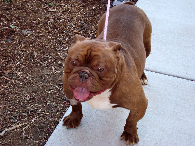 Duke *Adopted* NorCal Bulldog Rescue