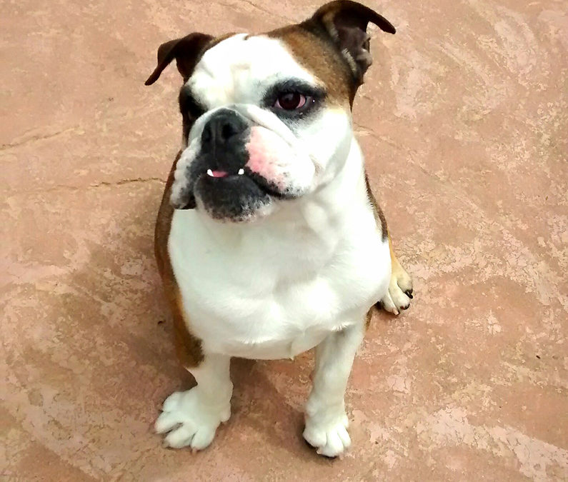 Piper English Bulldog Northern California Bulldog Rescue