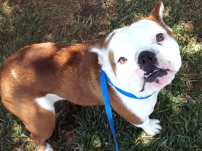 28 Best Pictures Olde English Bulldog Rescue California : American Bulldog Rescue - 501C3 Not-for-Profit Dog Rescue ...