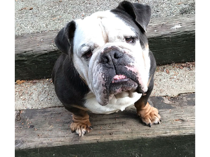 Dudley English Bulldog