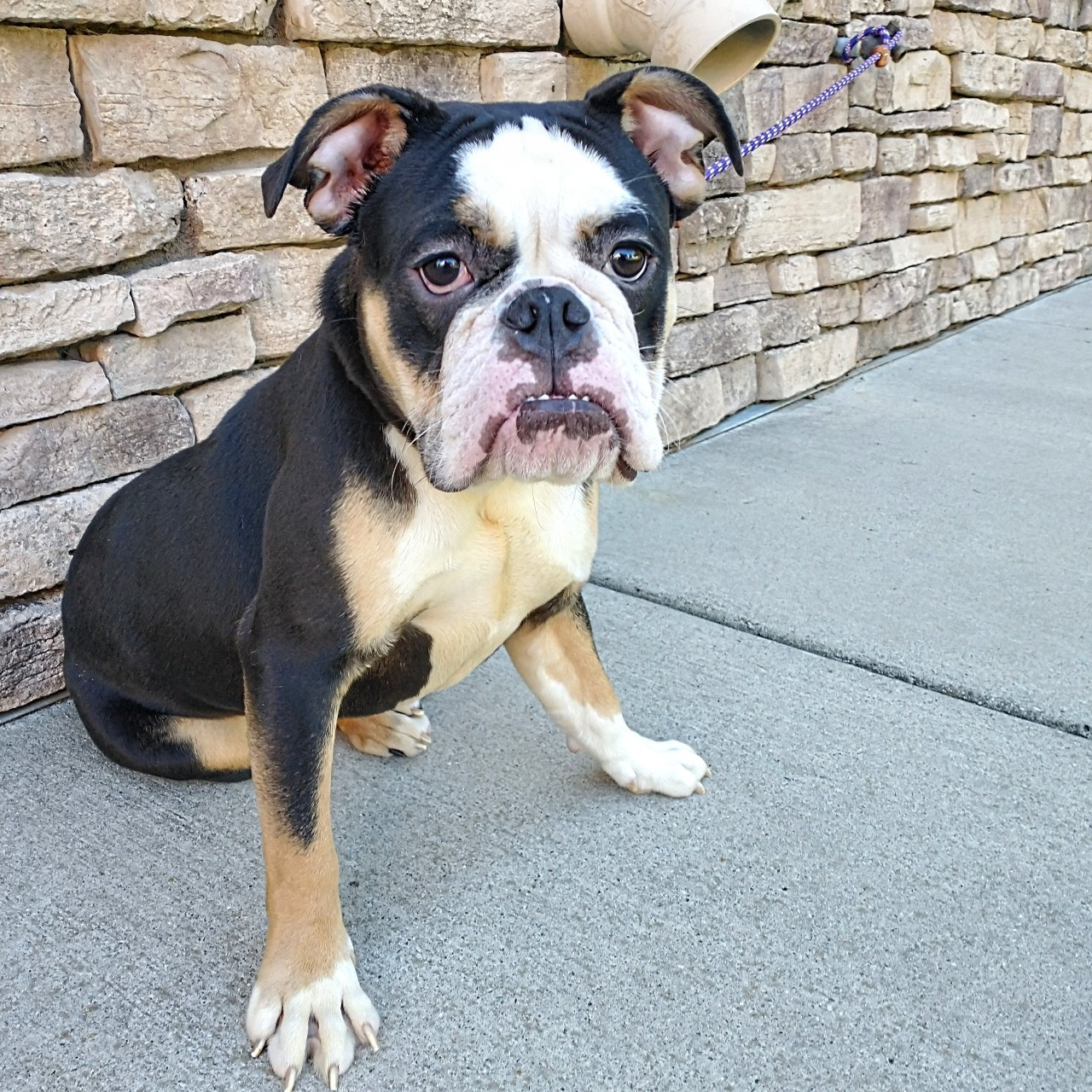 Kruella English Bulldog