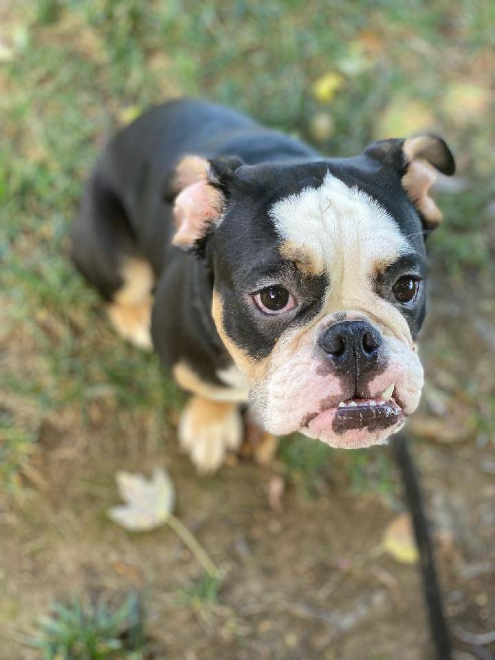 Kruella English Bulldog