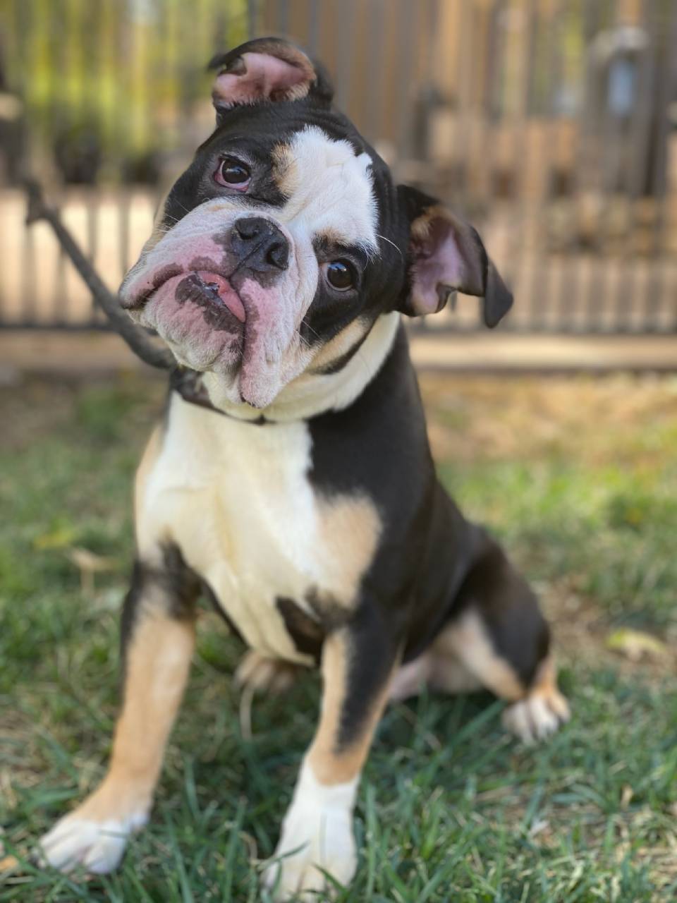 Kruella English Bulldog