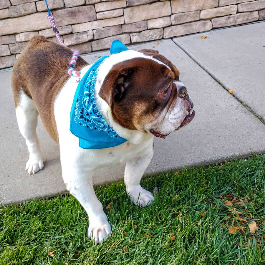 Maverick English Bulldog