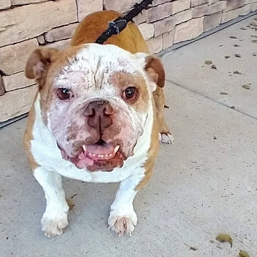 Pablo English Bulldog