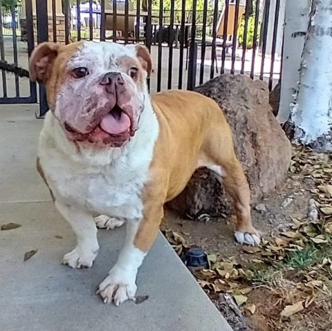 Pablo - Adopted - NorCal English Bulldog Rescue