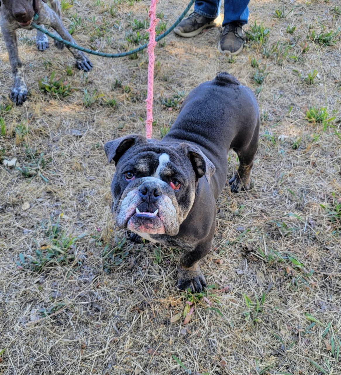 Rufus English Bulldog