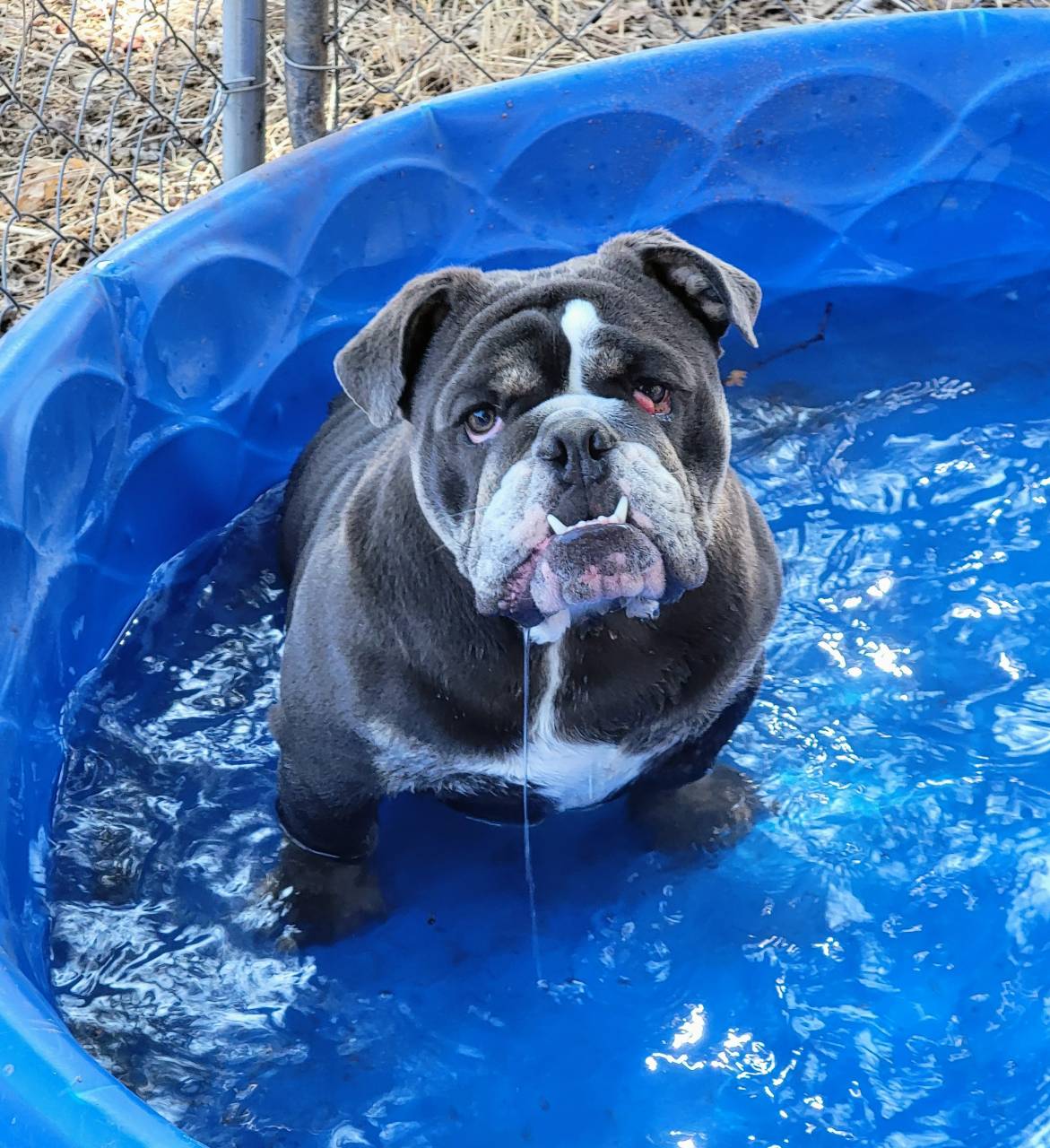 Rufus Adopted NorCal English Bulldog Rescue