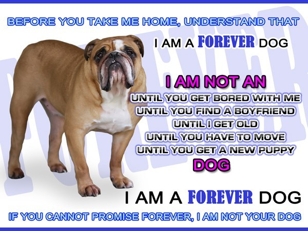 Forever Dog information
