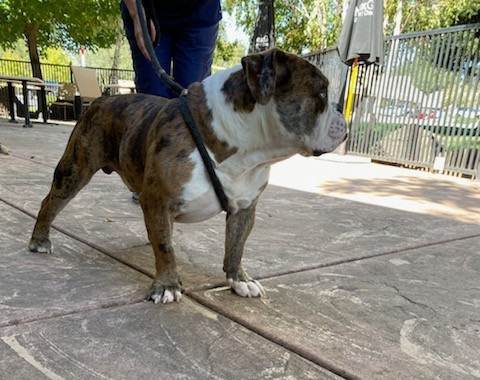 Blue English Bulldog