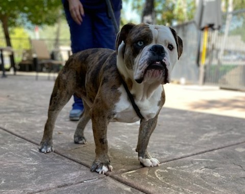 Blue English Bulldog