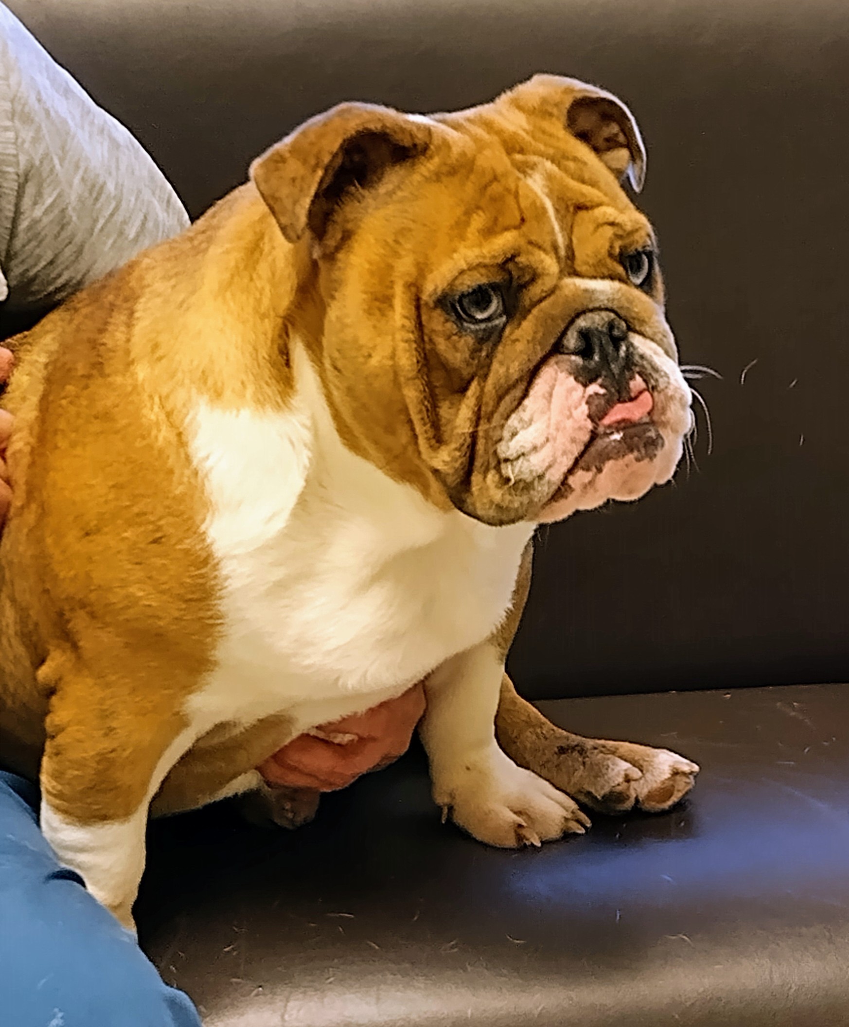 Lexi English Bulldog