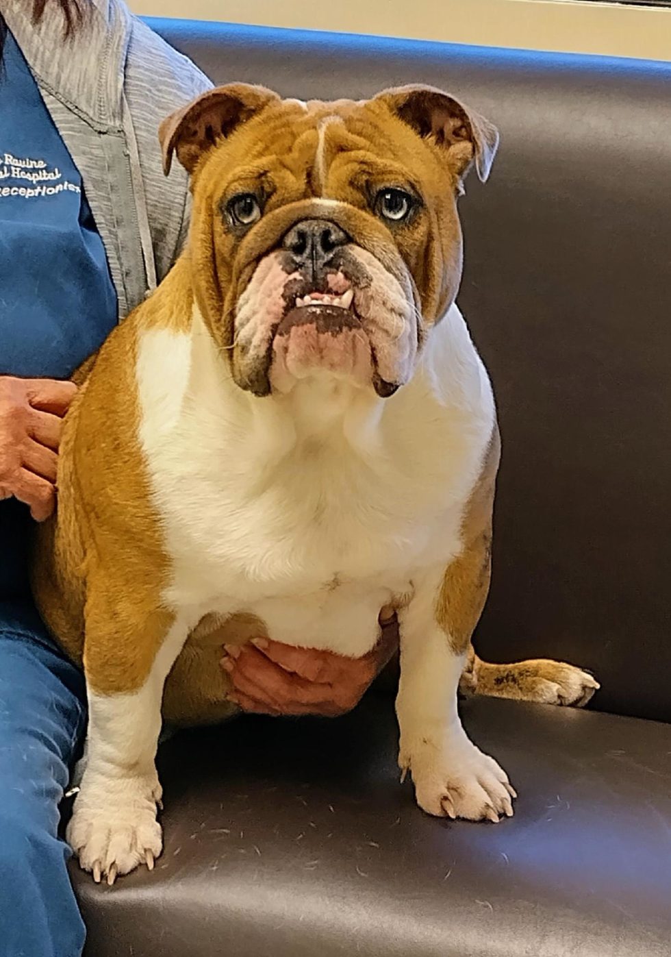 Lexi Adopted NorCal English Bulldog Rescue