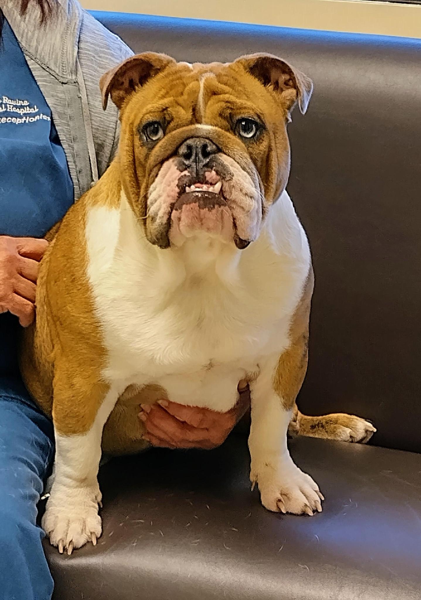 Lexi English Bulldog