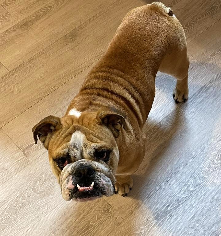 Ace English Bulldog