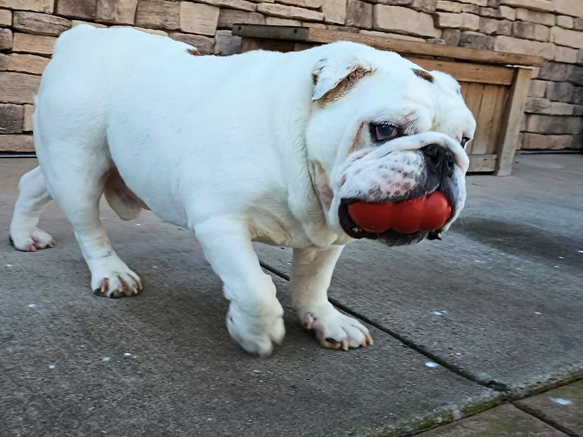 Wally English Bulldog