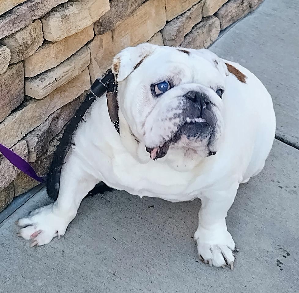 Wally English Bulldog