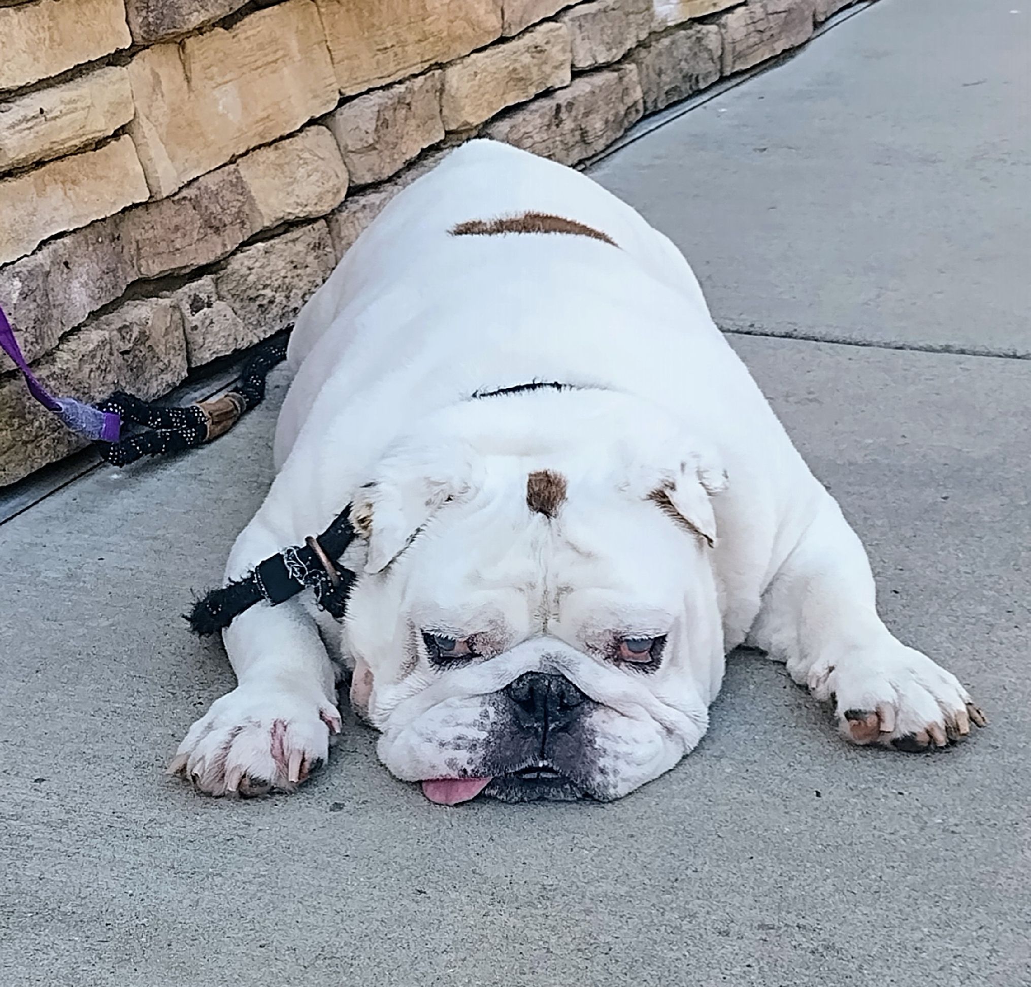 Wally English Bulldog