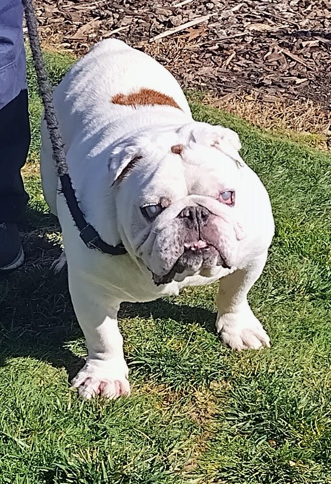 Wally English Bulldog