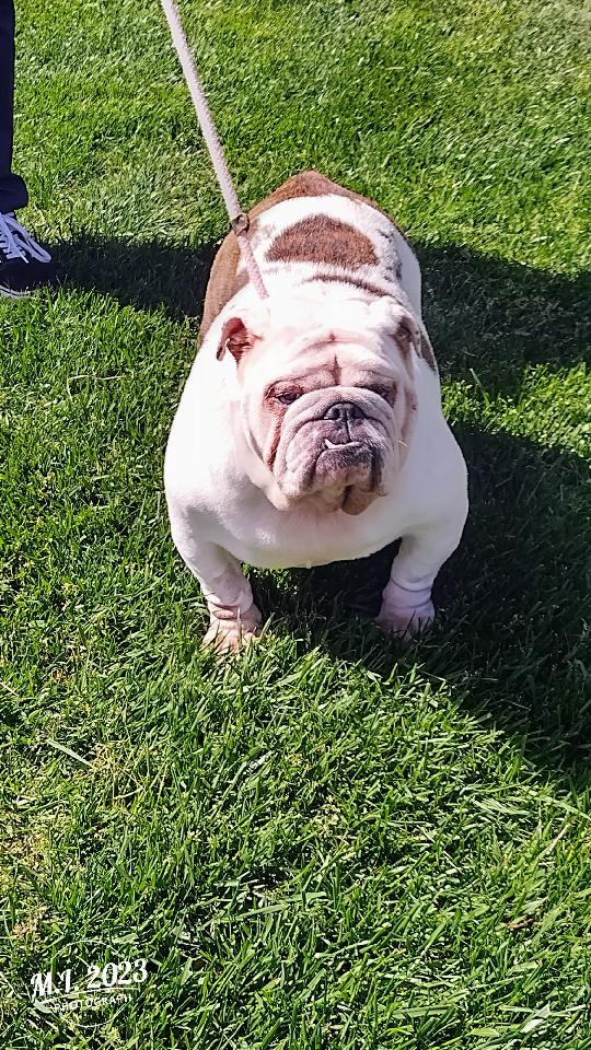 Lady English Bulldog