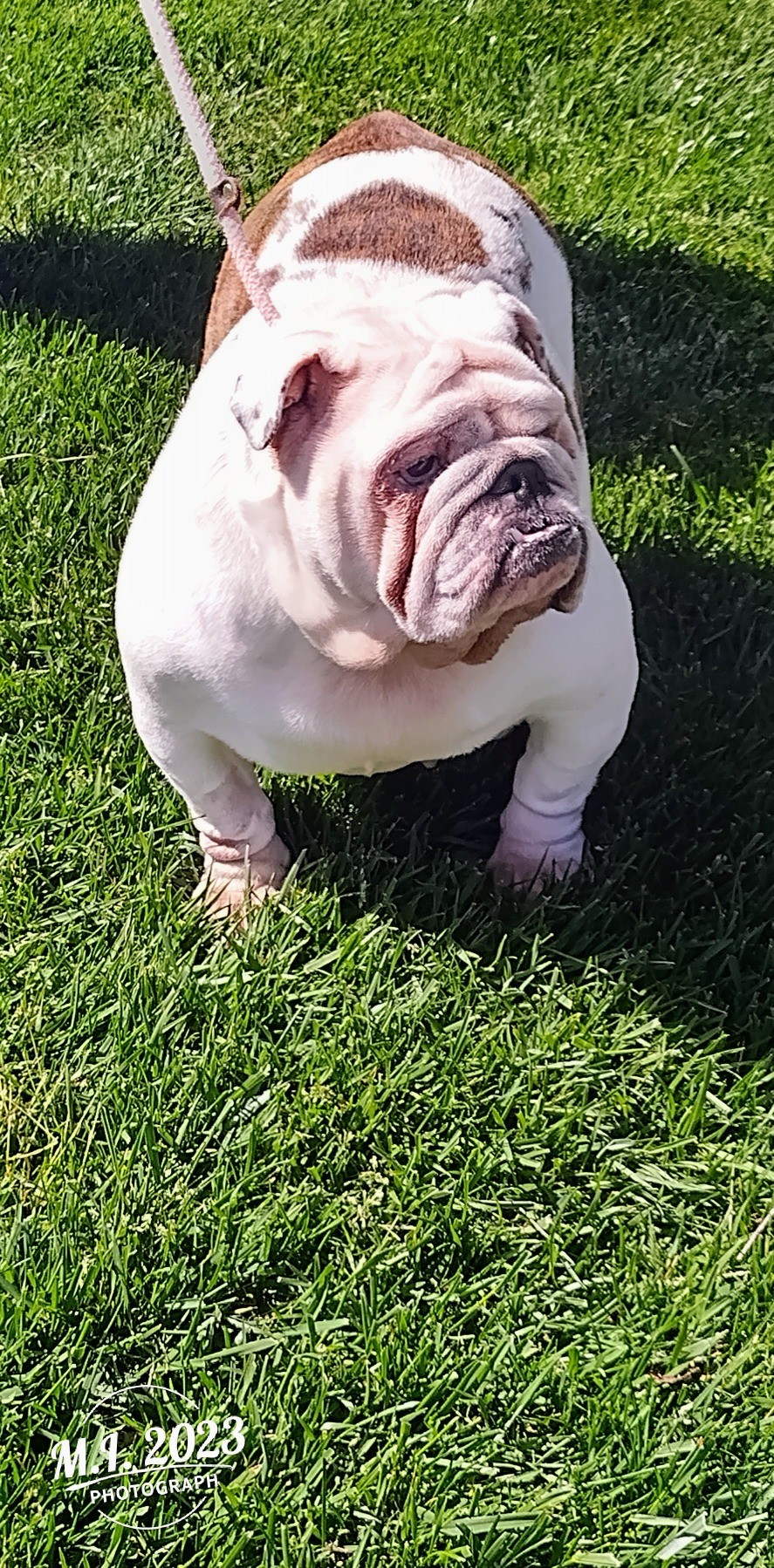 Lady English Bulldog