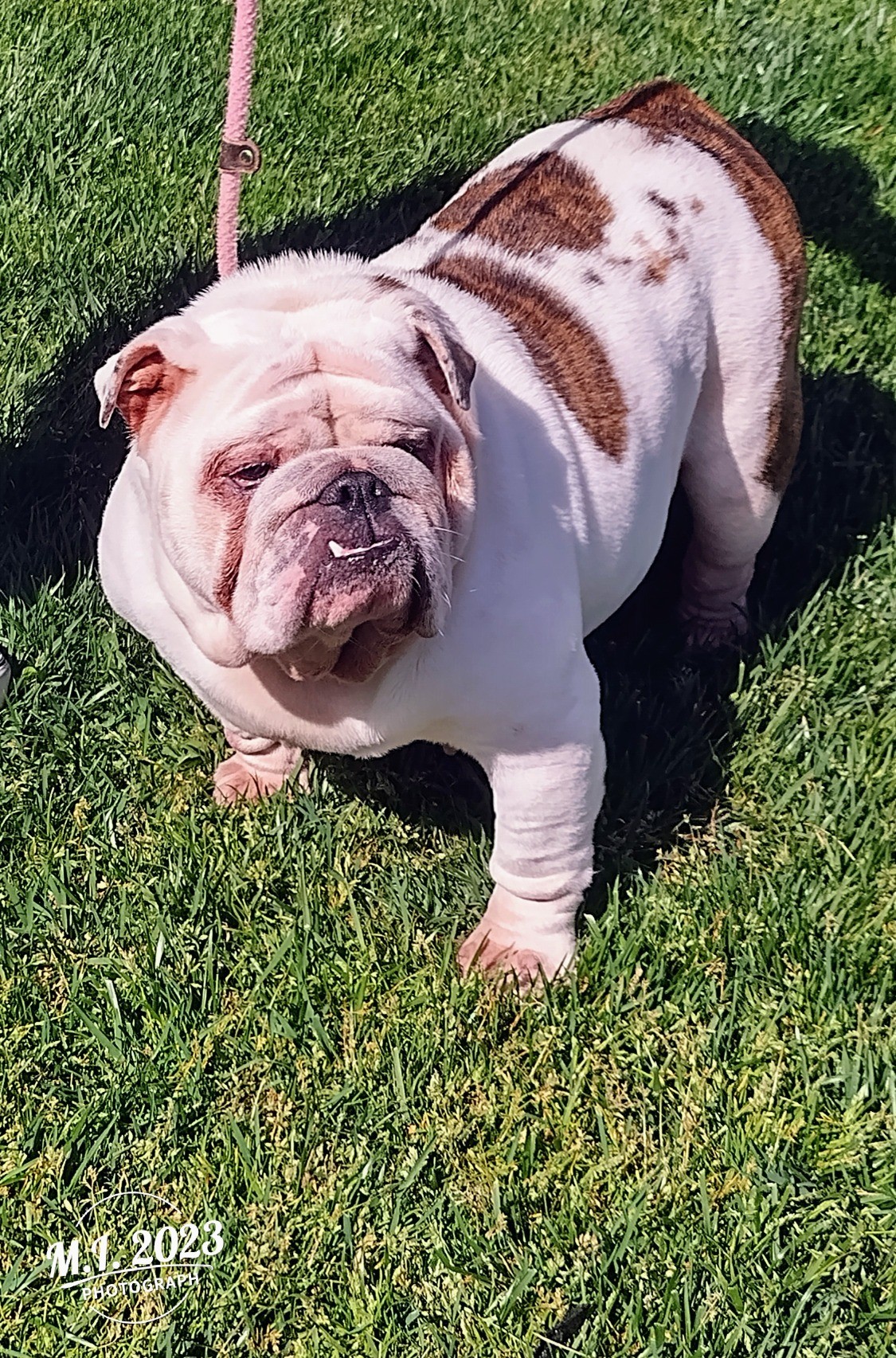 Lady English Bulldog