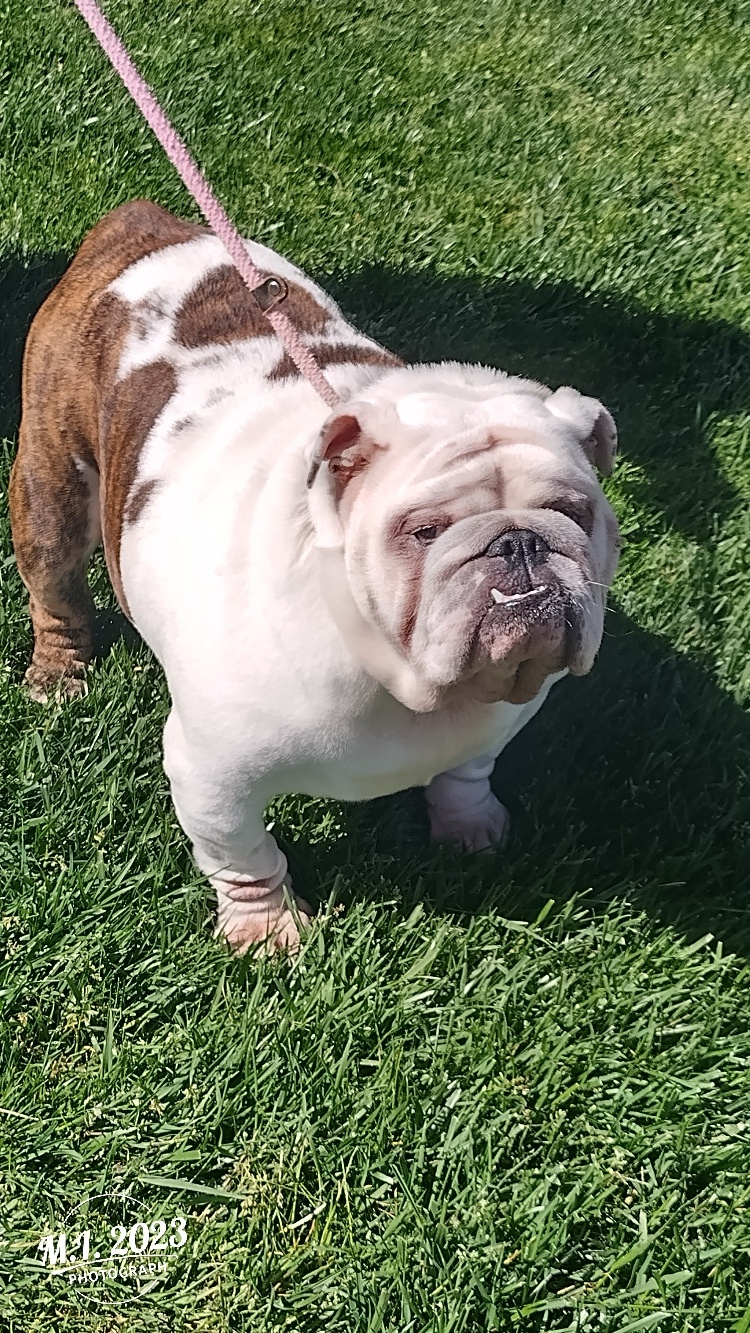 Lady English Bulldog