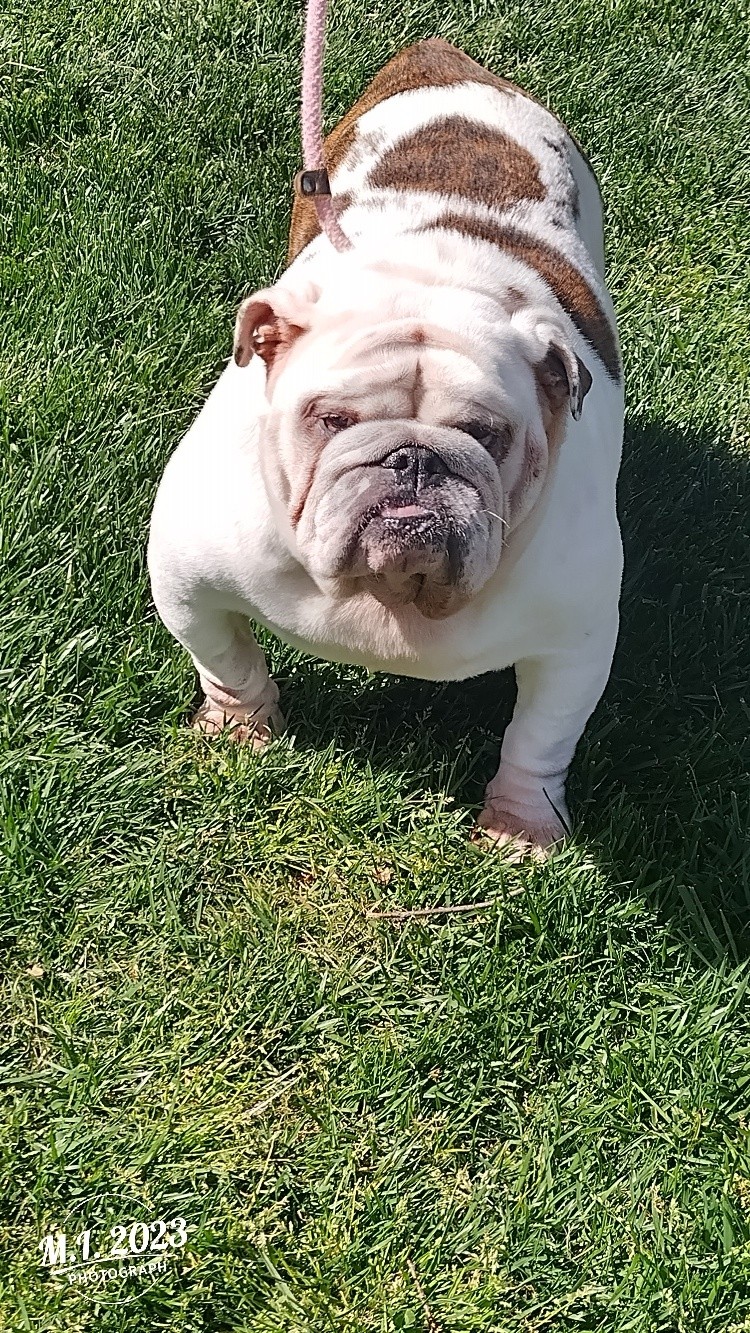 Lady English Bulldog