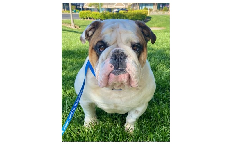 Porter English Bulldog