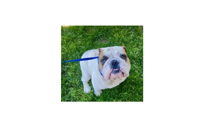 Porter English Bulldog