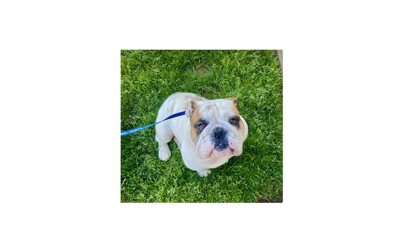 Porter English Bulldog