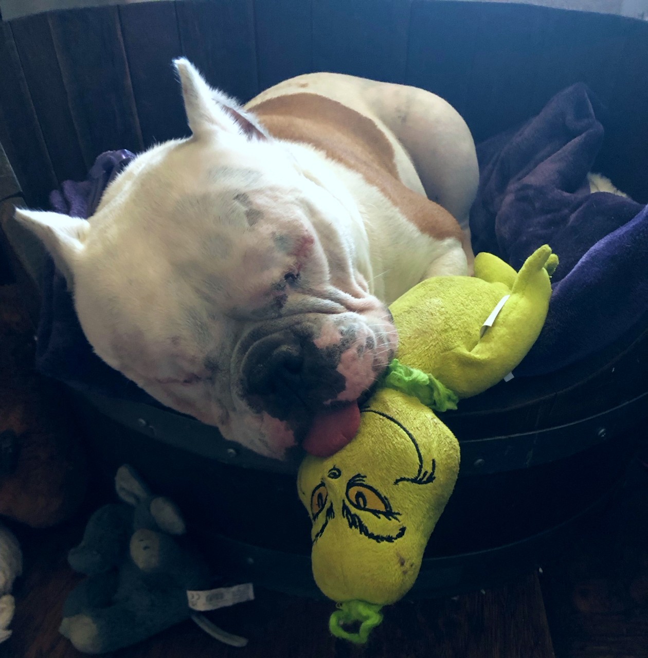 Daysi English Bulldog