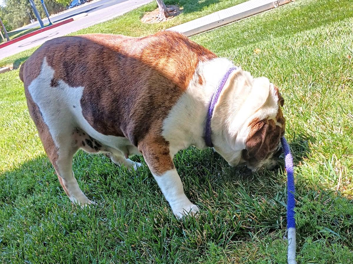 Dolly English Bulldog