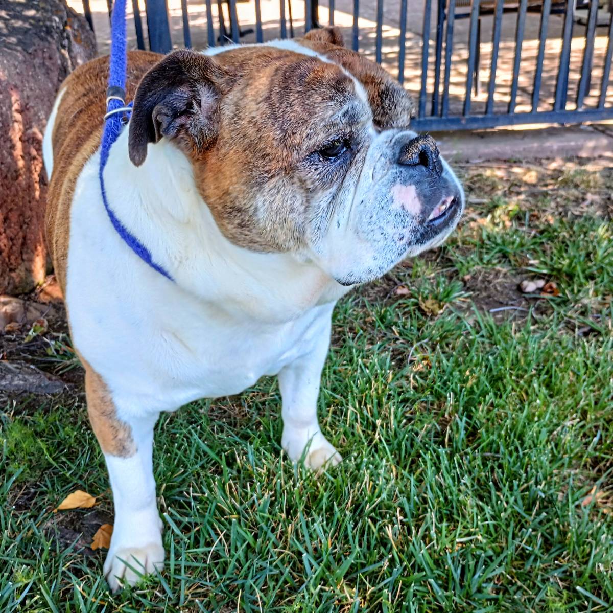 Dolly English Bulldog