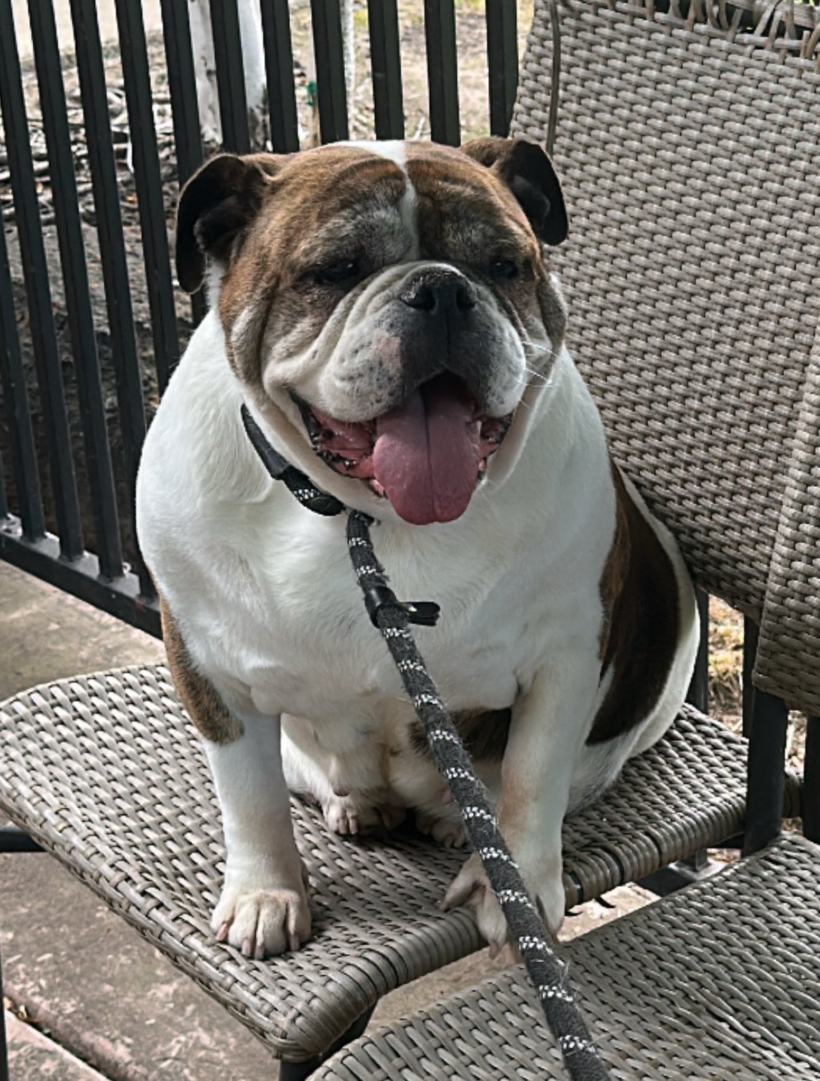 Dolly English Bulldog