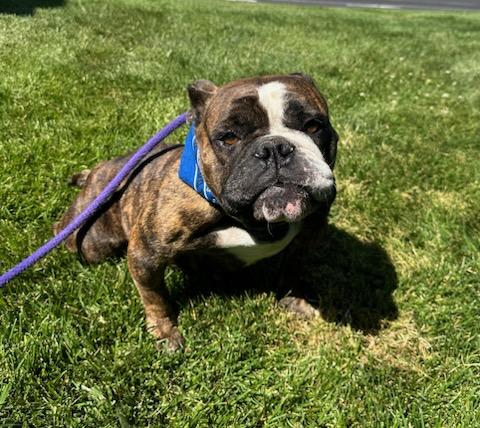 Ellie Mae English Bulldog