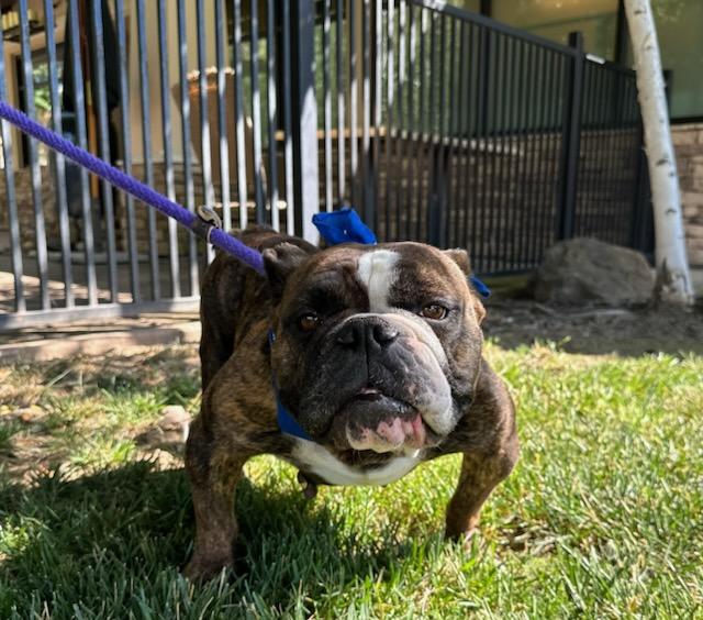 Ellie Mae English Bulldog