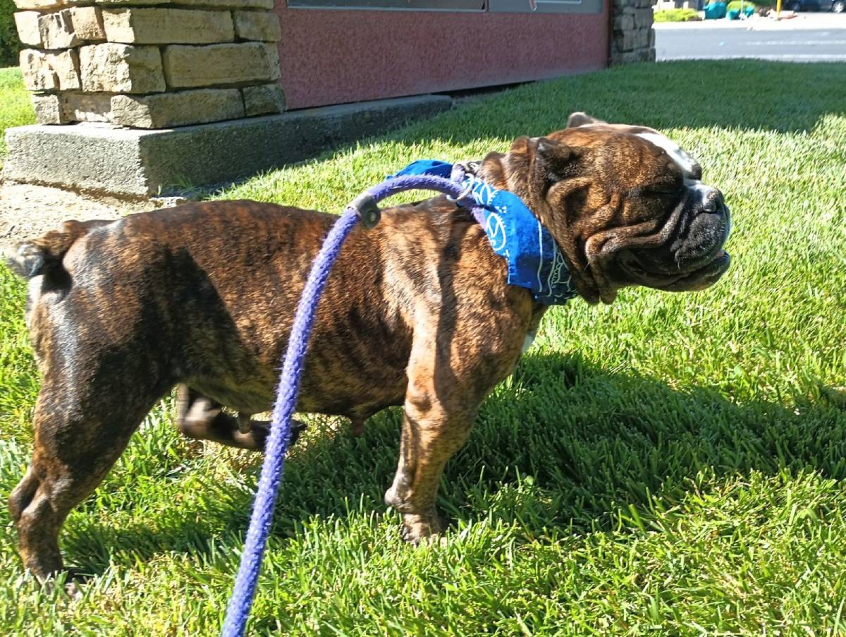 Ellie Mae English Bulldog