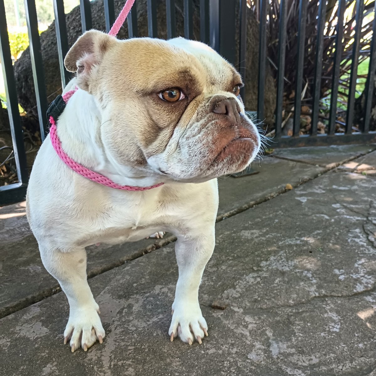 Sunny English Bulldog