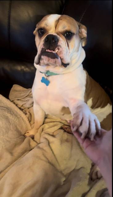 Waffles Bulldog Boxer Mix