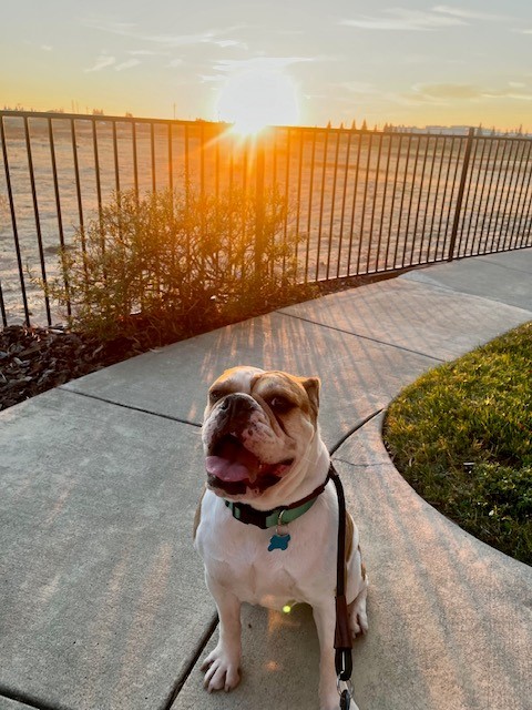 Waffles Bulldog Boxer Mix