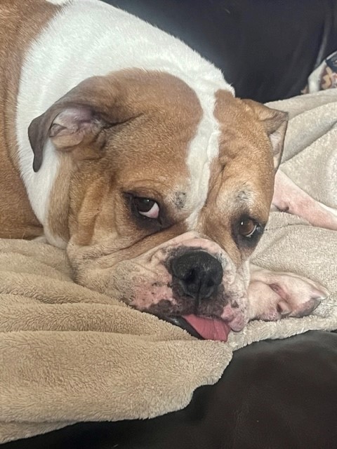 Waffles Bulldog Boxer Mix