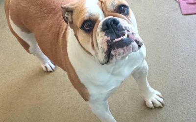 Waffles Bulldog/Boxer mix – Adopted