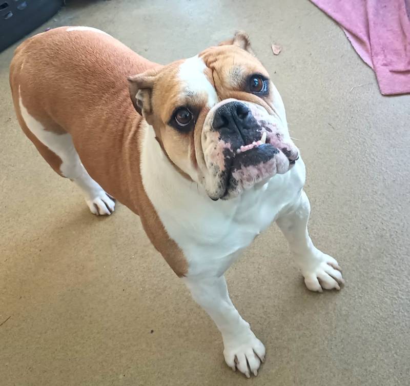 Waffles Bulldog Boxer mix