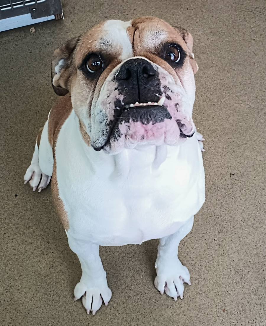 Waffles Bulldog Boxer mix