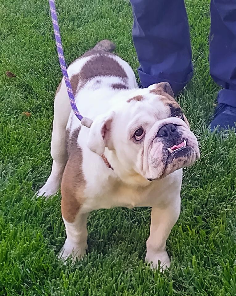 Maury Povich English Bulldog