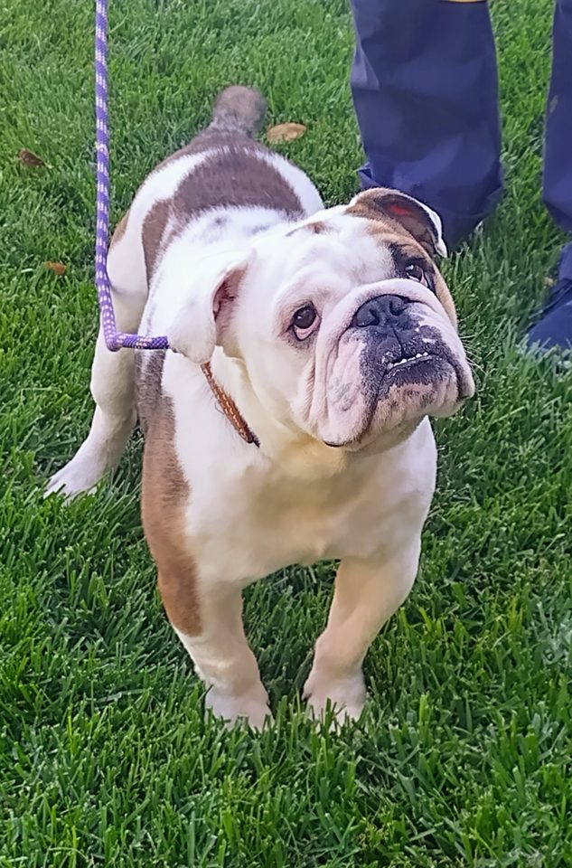 Maury Povich English Bulldog